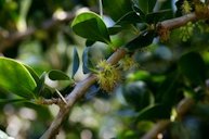 Kei apples (Dovyalis caffra) flowers, Brisbane botanic garden Mt Coot-tha, Australia