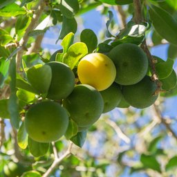 Kei Apple, Dovyalis Leisure Island, Knysna, 6571, South Africa