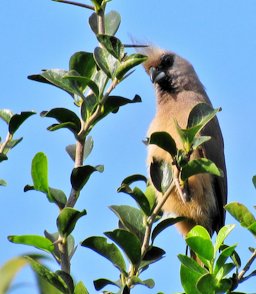 We^ve left nothing for the fruit bats - just spines and leaves, Western Cape, South Africa