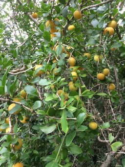 Dovyalis caffra, iLembe, ZA-NL, ZA, South Africa