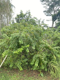 Ceylon Gooseberry Dovyalis hebecarpa, Puerto Rico