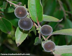 Ketembilla, Dovyalis hebecarpa, a.k.a. Ceylon Gooseberry