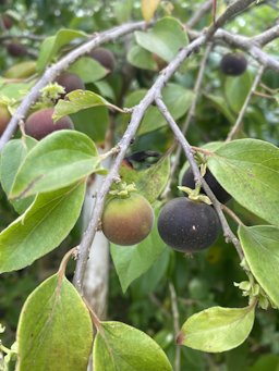 Ceylon Gooseberry Dovyalis hebecarpa, Puerto Rico