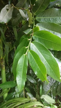 Butter Fruit, Diospyros blancoi, Taiwan