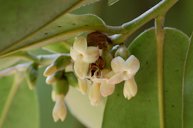 Flowers of Diospyros philippinensis from Ebenaceae