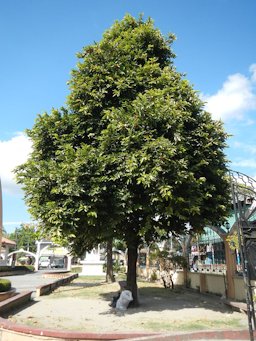 Diospyros blancoi in Baranggay San Nicolas 2nd, Betis, District, Guagua, Pampanga