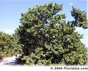 The mature sea grape graces a beach on Key Biscayne, Florida.