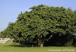 Seagrape, Coccoloba uvifera L.