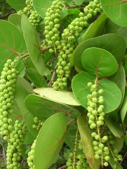 Leaves and fruit, Aviary seep West Beach Sand Island, Midway Atoll, Hawai'i