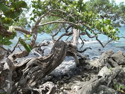 Raisinier bord de mer sur le littoral de La Martinique, à Anse Figuier, Rivière-Pilote