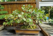 Bonsai specimen in the Marie Selby Botanical Gardens, Sarasota, Florida, USA