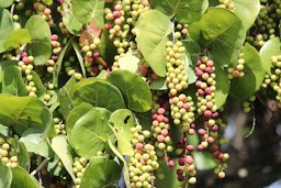 Sea Grape Coccoloba uvifera, Brevard County, FL, USA