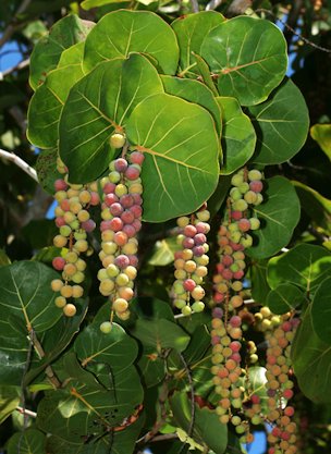 Ripening Sea Grapes