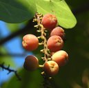 Sea Grape Coccoloba uvifera, Munyon Island, North Palm Beach, FL 33408, USA