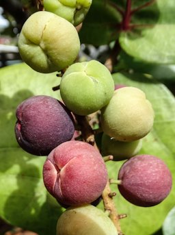 Coccoloba uvifera, Gustavia 97133, Saint-Barthélemy