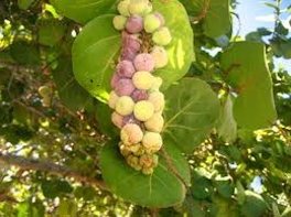 Sea grapes ripen irregularly