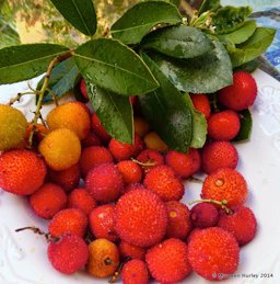 Clusters of berries, leaves and flowers of the Arbutus unedo