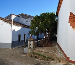 Street and strawberry tree in Cortelazor, Huelva, Spain