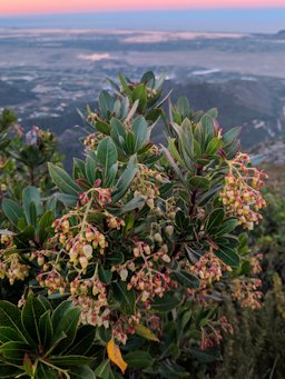 Strawberry Tree Arbutus unedo, Valencia, Spain