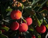 Arbutus unedo