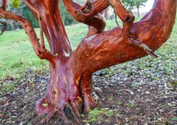 Winter Glow. Strawberry Tree (Arbutus unedo)