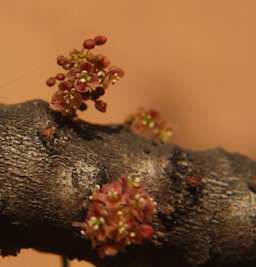 Phyllanthus acidus (L.) Skeels Garden, Magalegoda, Veyangoda, Sri Lanka