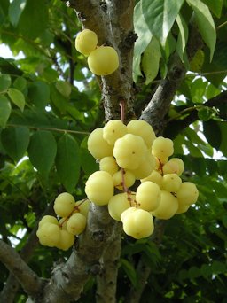 Phyllanthus acidus, Chaiyaphum, Thailand