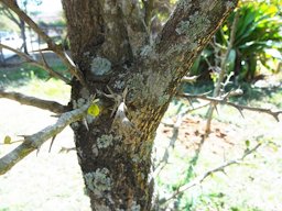 Feronia Elephantum tree. A medicinal plant.