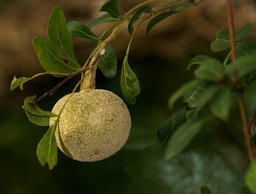 Wood-apple Limonia acidissima syn. Limonia elephantum at Talakona forest, in Chittoor District of Andhra Pradesh, India