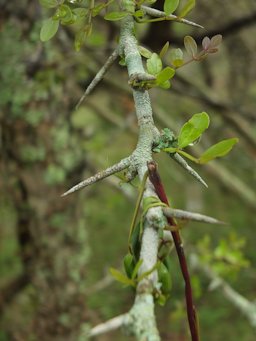 Limonia acidissima, Nilgiris, Tamil Nadu, India