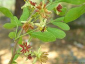 Limonia acidissima L. (Wood apple)