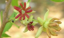 Limonia acidissima L. (Wood apple)