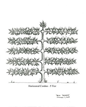 Horizontal Cordon 5 Tier