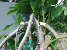 Wind damage to a young inlay graft