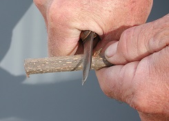 Beginning the long cut on the graft stick