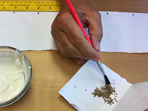 Using the paint brush to place seeds on the toilet paper.