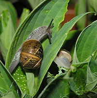 Snails