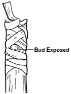 Wrapped bud