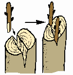 cleft graft