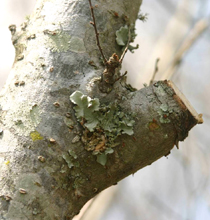 The slight swelling on the branch base about an inch out from the trunk represents the beginning of live tissue.