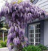 Wisteria