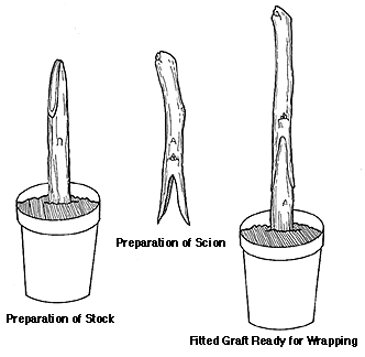 Saddle Graft