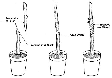 Splice Graft