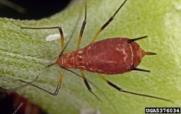 Wild lettuce aphid Uroleucon pseudambrosia (Olive, 1963)