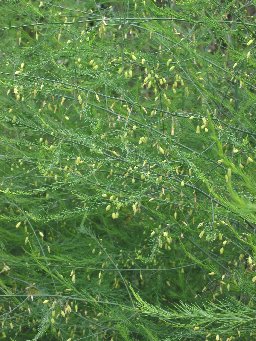 Asparagus officinalis flowering