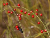 Wild Asparagus, Asparagus officinalis