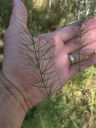 Wild Asparagus (Asparagus officinalis)