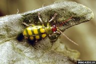 Adult banded cucumber beetle, Diabrotica balteata LeConte