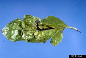 bacterial leaf spot