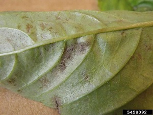 Basil downy mildew sign